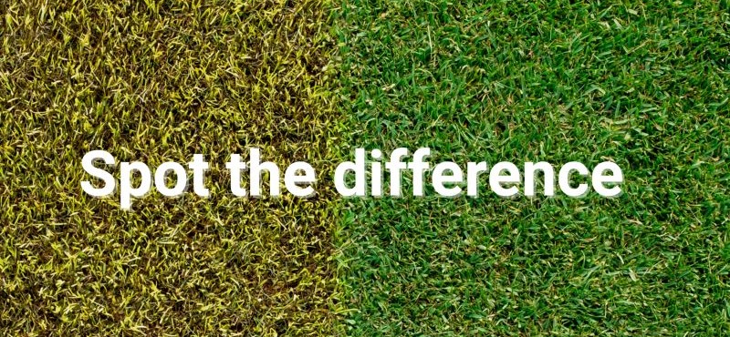spot-the-difference.webp